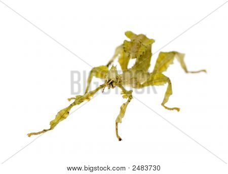 Stick Insect, Phasmatodea - Extatosoma Tiaratum