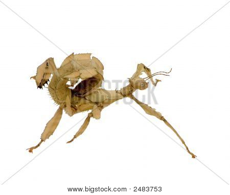 Stick Insect, Phasmatodea - Extatosoma Tiaratum