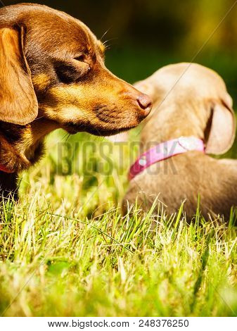 Little Dogs Playing Outside
