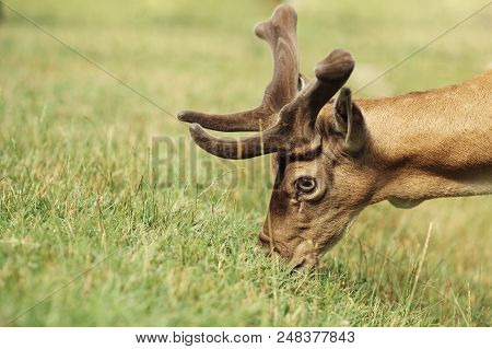 A White-tailed Deer Fawn Standing In A Meadow Fed From A Human Hand