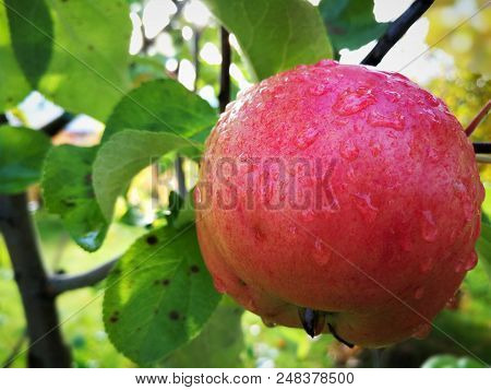 Apple Tree With Ripe Fruits In Autumn