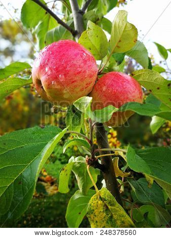 Apple Tree With Ripe Fruits In Autumn With Water Drops