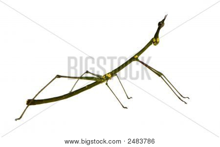 Stick Insect, Phasmatodea - Oreophoetes Peruana
