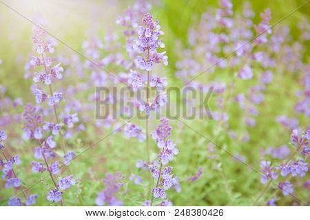 Beautiful Salvia Flower (disambiguation) With Sunlight In The Garden At Boston. Salvia Cuspidata Ssp