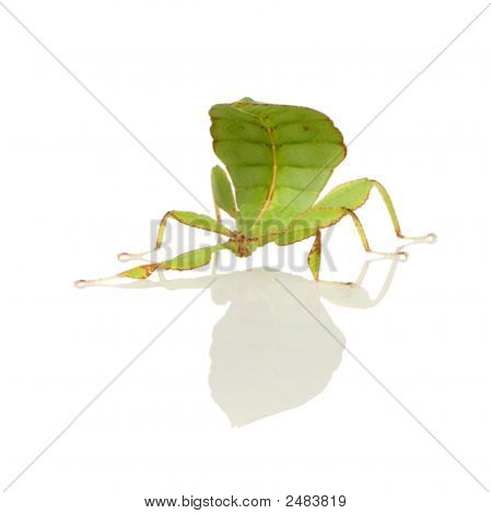 Leaf Insect, Phylliidae - Phyllium Sp