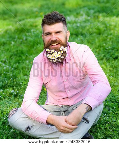 Spring Allergy Concept. Hipster With Daisies Looks Happy. Bearded Man With Daisy Flowers Sits On Gra