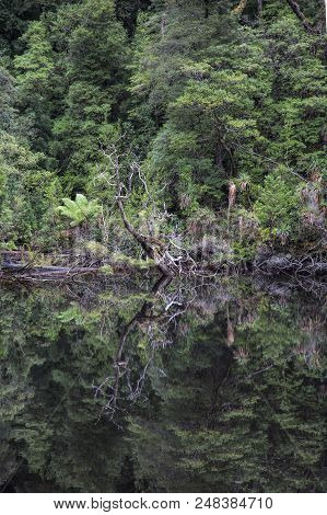 Water Reflections Of Trees In The Still Water Of The Gordon River In Tasmania Australia