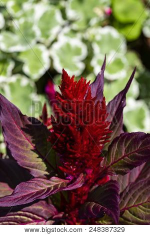 Red Cockscomb (celosia) Plant Shines Bright In The Afternoon Sun.