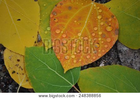 Samples Of Fall Aspen Leaves, Eastern Sierras.