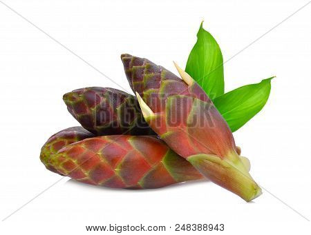 Fresh Phlai, Cassumunar Ginger Or Bengal Root With Green Leaves Isolated On White Background, Tropic