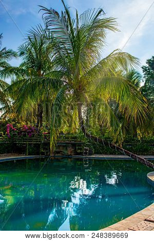 Beautiful, High Palm Tree In Front Of The Swimming Pool, Palma Is Reflected In The Water Basin In Th