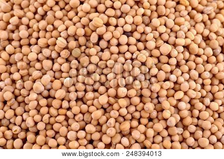 Yellow Indian Mustard Seeds (brassica Alba Boiss)  Background, Copy Space. Healthy Nutrition, Cosmet