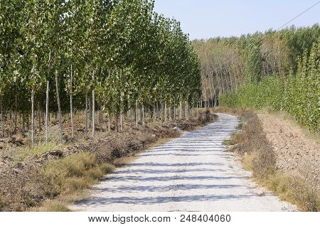 Road Between Poplar