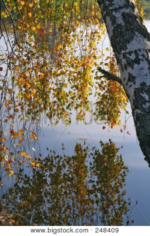 Bouleau Brances Over River