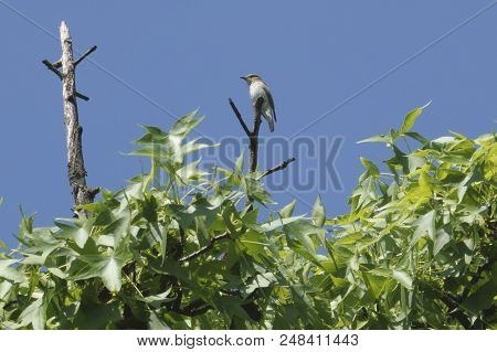 Philloscopus Bonelli Bird On Tree At Park
