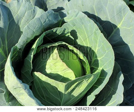 Big White Cabbage Growing In The Garden.