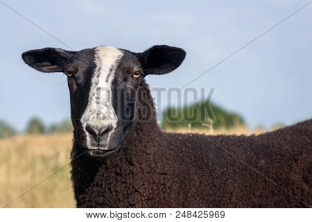 Portrait Of A Brown Fleeced Zwartbles Sheep With The Characteristic White Blaze On Its Face On A Sun