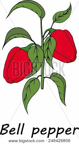 Red Tomato Branch. Hand Draw Illustration Isolated On White Background