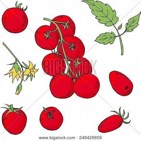 Set Of Hand Drawn Tomatoes Isolated On White Background