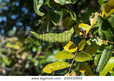 Galls On The Leaves Of Terebinth, Pistacia Terebinthus. It Is A Species In The Family Anacardiaceae 