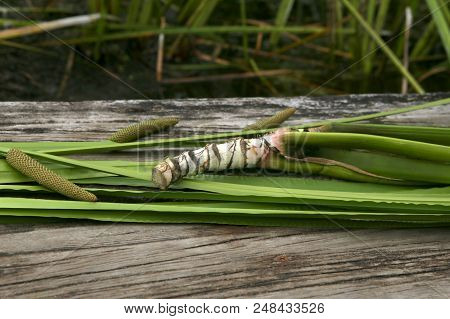 Freshly Dug Acorus Calamus Root. Fresh Acorus Calamus Root On Wooden Bridge Near Pond.