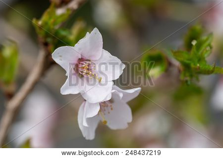 Fuji Cherry, Prunus Incisa
