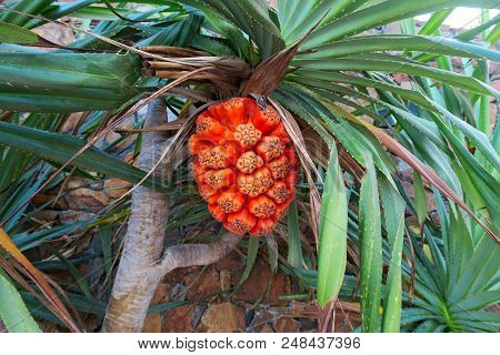 Ripe Tropical Pandan Fruit On The Green Tree.