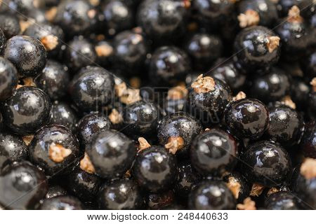 Background Texture Of Dripping Black Cuurant. Close-up Photo.