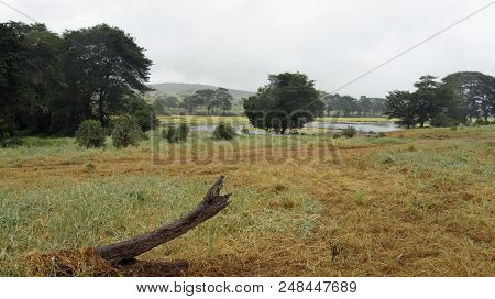 Tropical Forest In Kenya