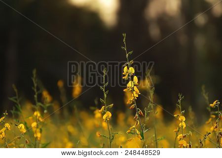 Crotalaria Juncea, Sunhemp Is A Plant That Can Be Grown To Nourish The Soil And Also Has Beautiful F