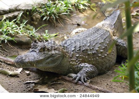 Crocodilo