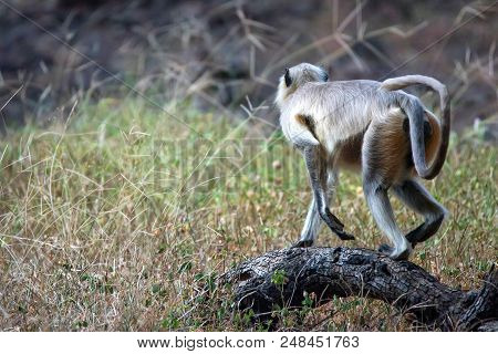 Close-up Portrait Of Gray Langur Or Semnopithecus Etellus Walks In Ranthambore Naional Park, India