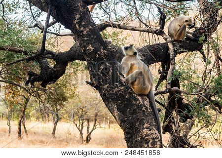 Close-up Portrait Of Gray Langur Or Semnopithecus Etellus Sitting On Tree In Ranthambore Naional Par