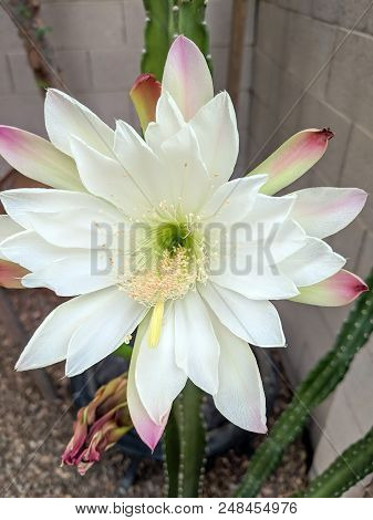 Night Blooming Flower Of Cereus Cactus Is About To Close For The Day In Early Spring Morning