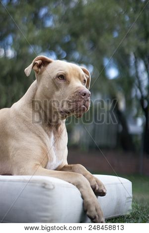 Top View Close Up Head Shot Of Pit Bull Dog Sitting On A White Mattress