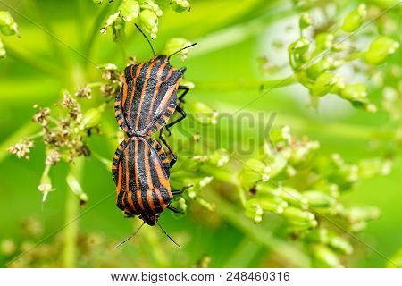 Closeup View Of The Italian Striped Bug Graphosoma Lineatum Italicum Mating On Blurred Green Backgro