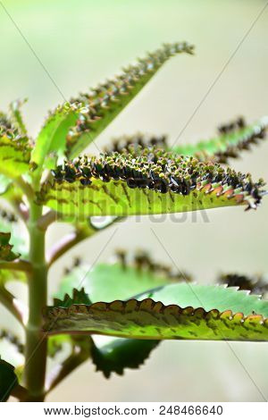 Kalanchoe Daigremontiana Plant. Mother Of Thousands. Alligator Plant