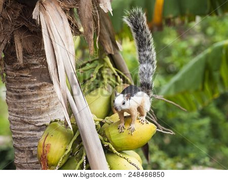 Variegated Tree Squirrel Stands On A Coconut Up In A Palm Tree In The Tropics