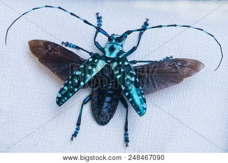 Close-up Of Precious Beetle-barbel Anoplophora Elegans Gahan , Thailand