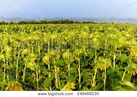 Blossoiming Sunflower Feild With Flowers Lit By Sunset Light.