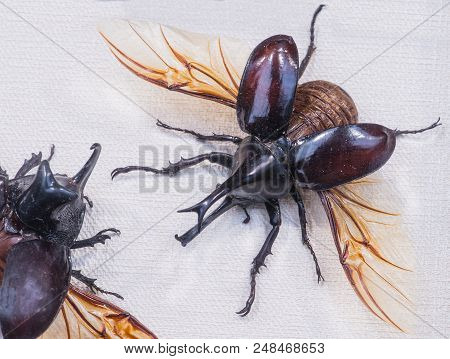 Close-up Of Beetle Trichogompus Lunicollis Vs Rhinoceros Beetle Gideon, O. Sumatra, Indonesia
