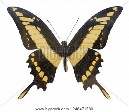 Butterfly Black-yellow Papilio Thoas Isolated On White Background