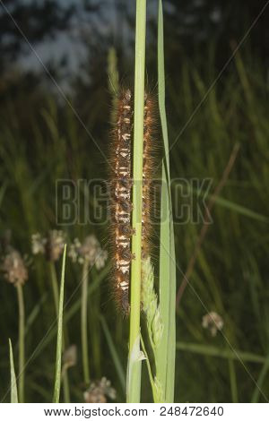 Caterpillar Of Euproctis Chrysorrhoea On Grass Closeup