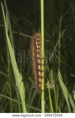 Caterpillar Of Euproctis Chrysorrhoea On Grass Closeup