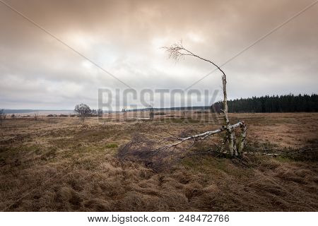 Autumn View Of The Hautes Fagnes On Top Of Belgium In Wallonia.