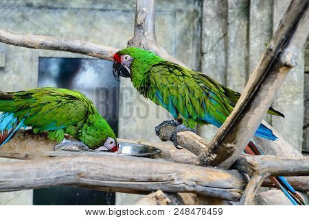 Two Green Parrots Ara Millitaris Eating From A Bowl, Focus On The Parrot Shallow Depth