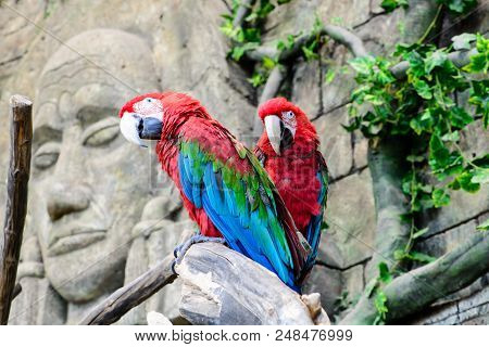 Red-and-green Macaw Ara Chloroptera , Two Parrots On A Branch, Focus On The Parrot Shallow Depth