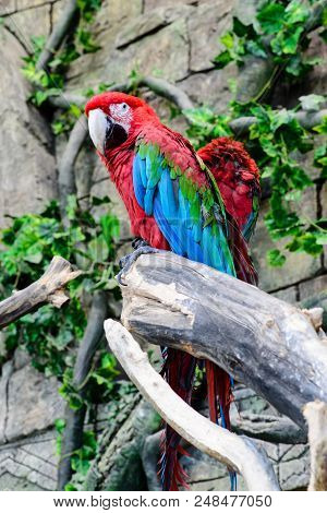 Red-and-green Macaw Ara Chloroptera , Two Parrots On A Branch, Focus On The Parrot Shallow Depth