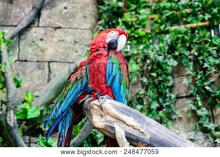 Red-and-green Macaw Ara Chloroptera , Two Parrots On A Branch, Focus On The Parrot Shallow Depth