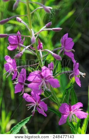 Willow-herb Pink Epilobium Flowers Of Fireweed Epilobium Or Chamerion Angustifolium In Bloom Ivan Te